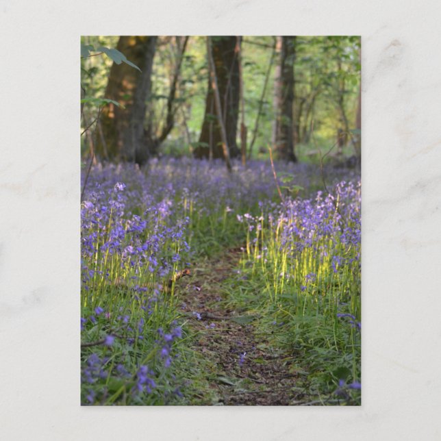 Bluebell Path Postcard Postkarte (Vorderseite)