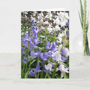 Bluebell Photos / détails - Carte Printemps 2016