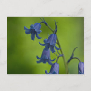 Bluebell Postcard Postkarte