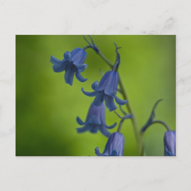 Bluebell Postcard Postkarte (Vorderseite)