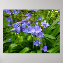 BLUEBELL ~ Poster