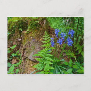 Bluebell Postkarte