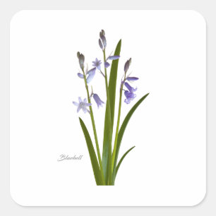 Bluebell Quadratischer Aufkleber