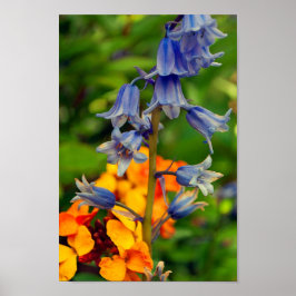 Bluebell Spring Flowers Hyacinthoides Poster