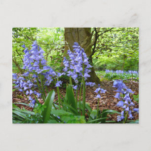 BLUEBELL WOOD ~ Carte postale # 3