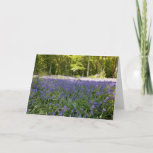 Bluebell Wood Faltkarte