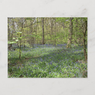 Bluebell Wood Poynton Cheshire Postkarte