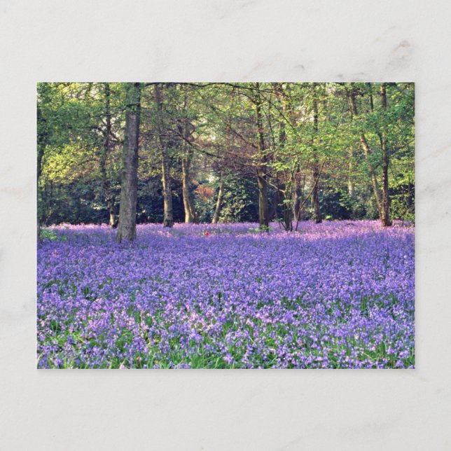 Bluebell Woods, England, Blume Postkarte (Vorderseite)