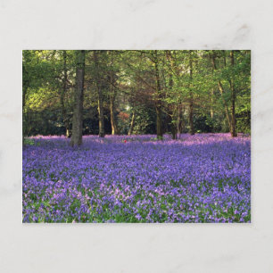 Bluebell Woods, England Postkarte