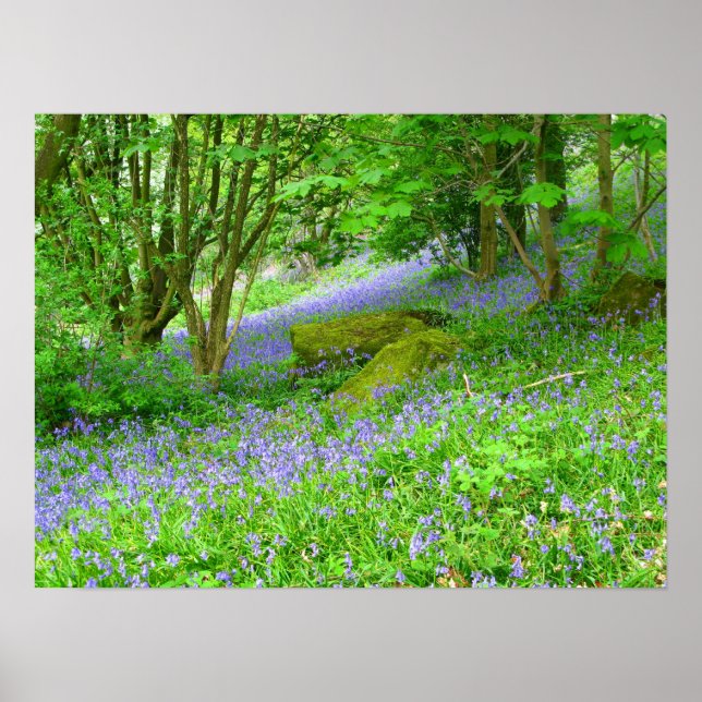 Bluebell Woods Poster (Vorne)