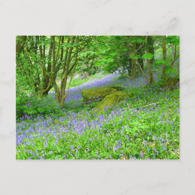 Bluebell Woods Postkarte (Vorderseite)