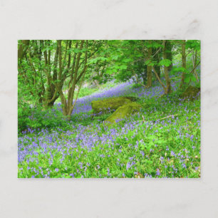Bluebell Woods Postkarte