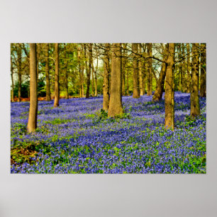 Bluebell Woods Spring Flowers Grays Court Poster