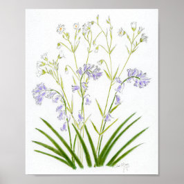 Bluebells and Stitchwort Poster