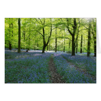 Bluebells anglais