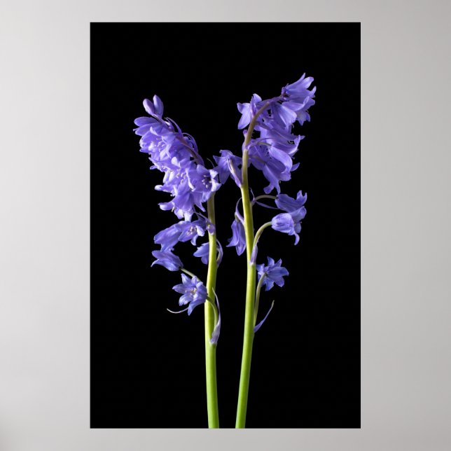 Bluebells, aus genau den Wäldern, die ich erschaff Poster (Vorne)