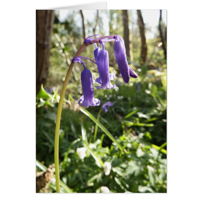 Bluebells Blank Note Card (Vorne)