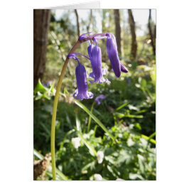 Bluebells Blank Note Card