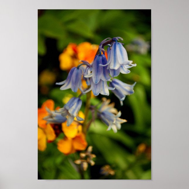 Bluebells Bluebell Spring Flowers Hyacinthoides Poster (Vorne)