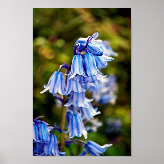 Bluebells Bluebell Spring Flowers Poster (Vorne)