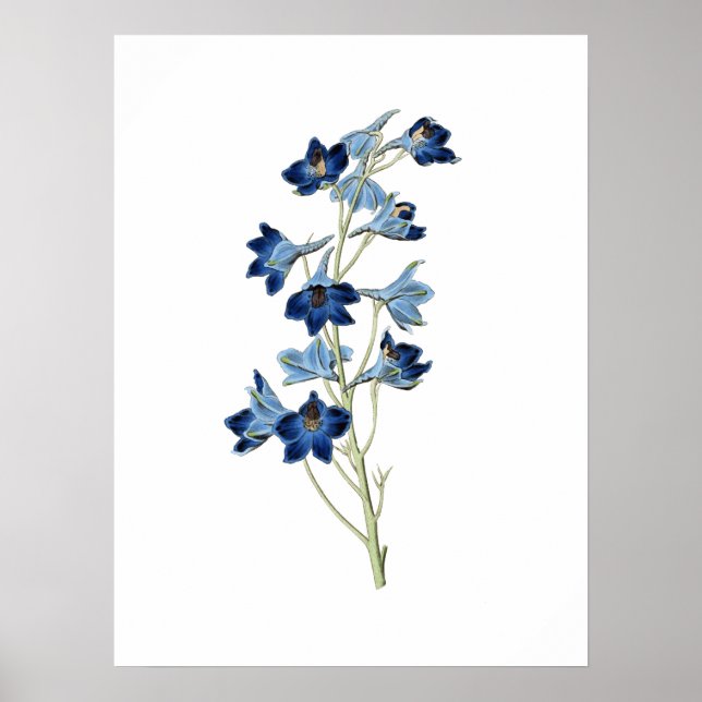 Bluebells Blume Botanische Vintage Illustration Poster (Vorne)