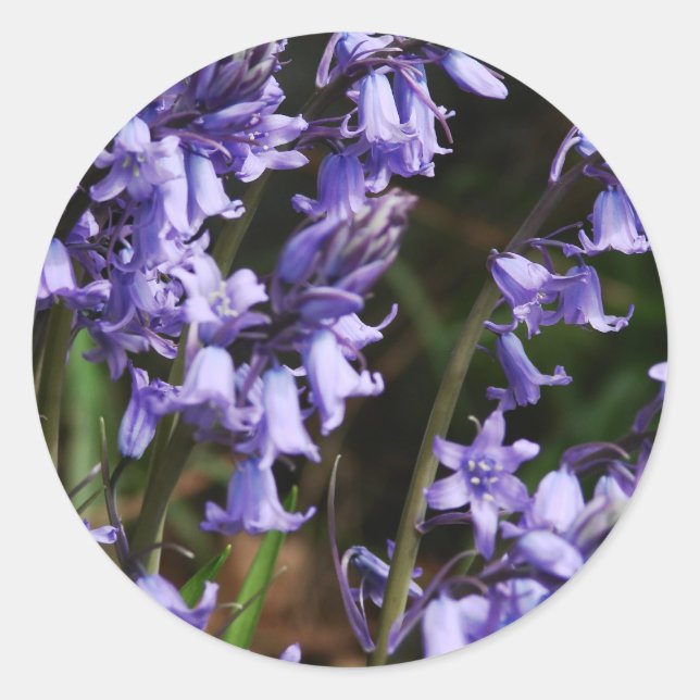 Bluebells Blume Natur Blumenblauer Lila Blume Runder Aufkleber (Vorderseite)