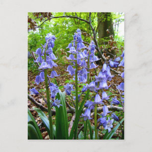 BLUEBELLS ~ Carte postale
