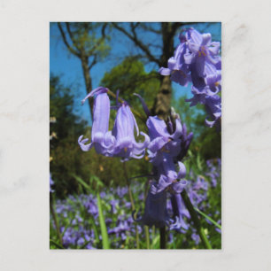 Bluebells, Essex, England - Postcard Postkarte