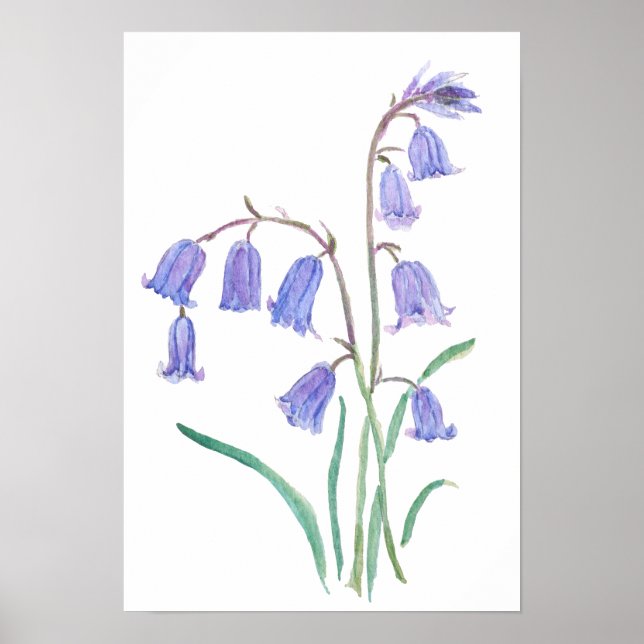 bluebells flowers   watercolour flowers  poster (Vorne)