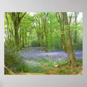 Bluebells im Holz Poster