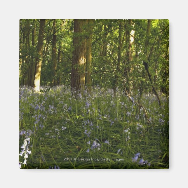 Bluebells im Wald Magnet (Vorne)