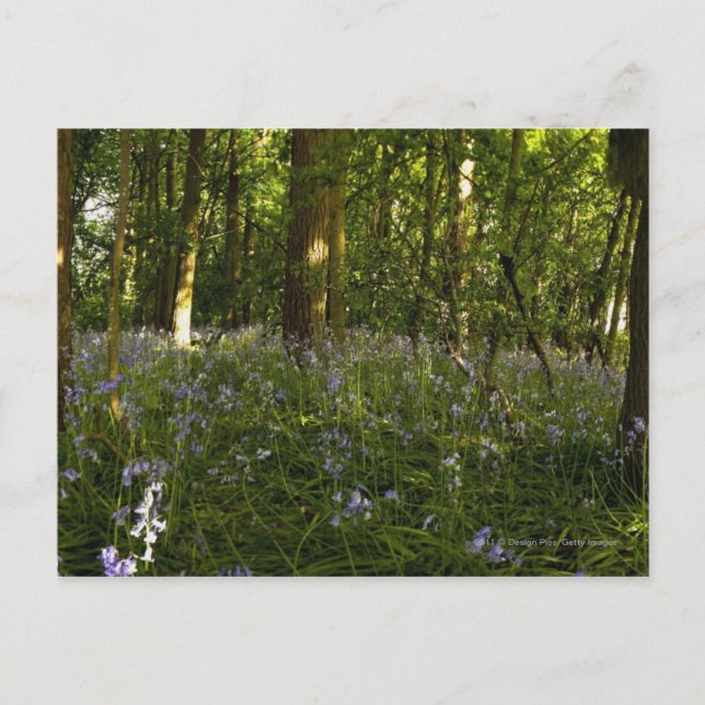 Bluebells im Wald Postkarte (Vorderseite)