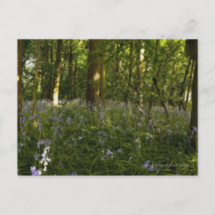 Bluebells im Wald Postkarte