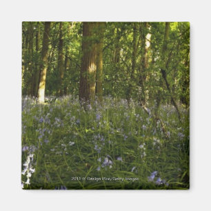 Bluebells in einem Wald Magnet
