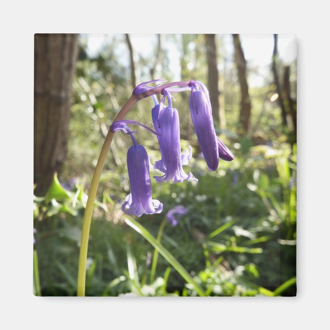 Bluebells Magnet (Vorne)