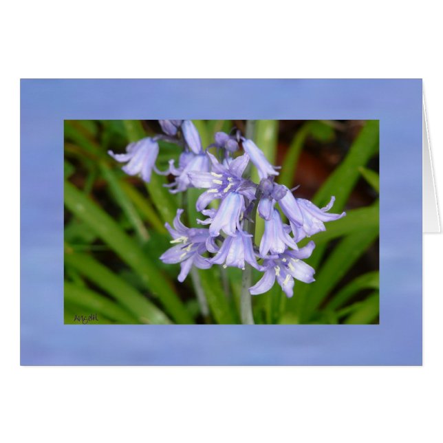 Bluebells of Spring AH2008 Grußkarte (Vorderseite (Horizontal))