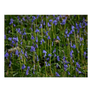 Bluebells Poster