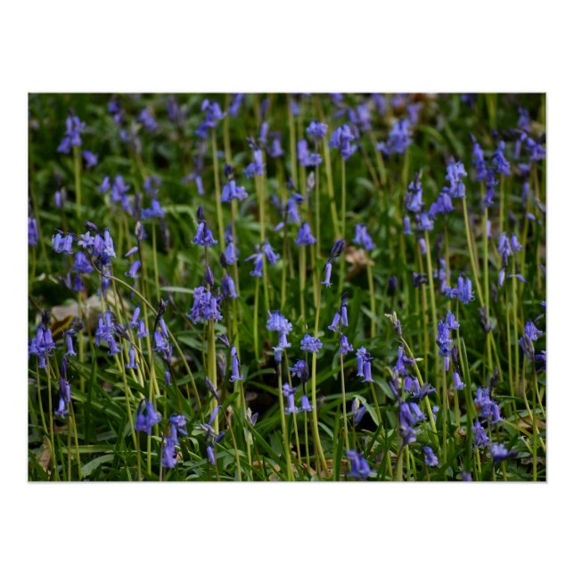 Bluebells Poster (Vorderseite)