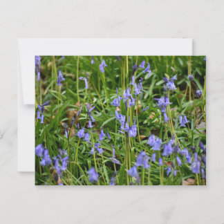 Bluebells Postkarte
