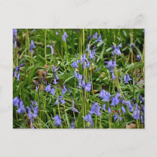 Bluebells Postkarte (Vorderseite)