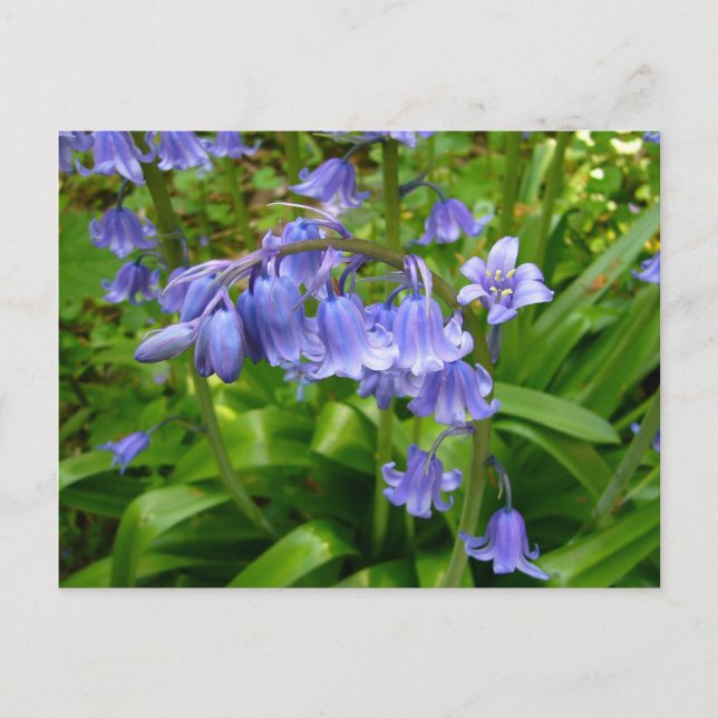BLUEBELLS~ Postkarte Nr. 2 (Vorderseite)