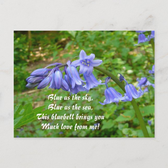 BLUEBELLS ~ Postkarte Nr. 3 (Vorderseite)