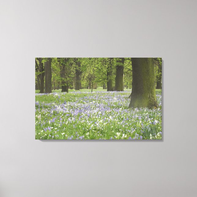Bluebells und Eichen im Frühling, Little Hagley Leinwanddruck (Vorderseite)
