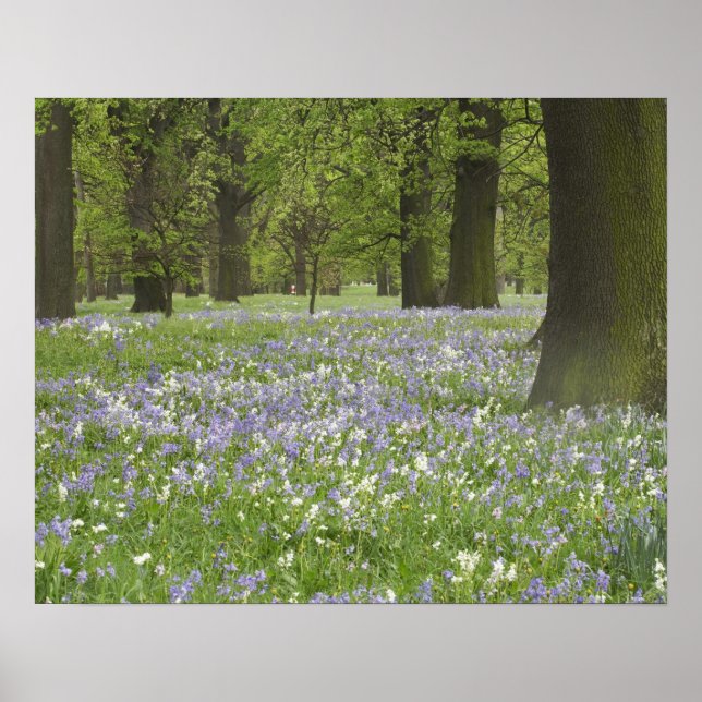 Bluebells und Eichen im Frühling, Little Hagley Poster (Vorne)