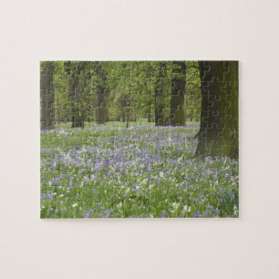 Bluebells und Eichenbäume im Frühling, Little Ha