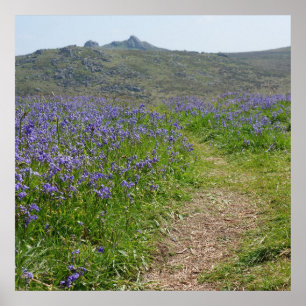 Bluebells und Hay Tor Poster