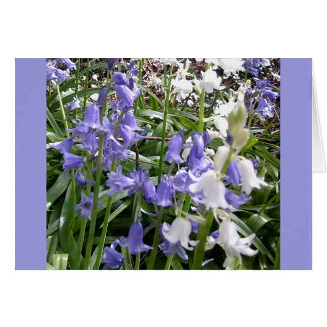 Bluebells x 3 Foto-Karte (Vorderseite (Horizontal))