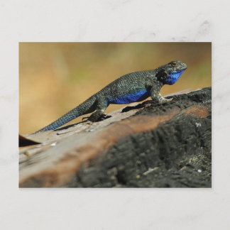 BlueBelly Lizard Postkarte