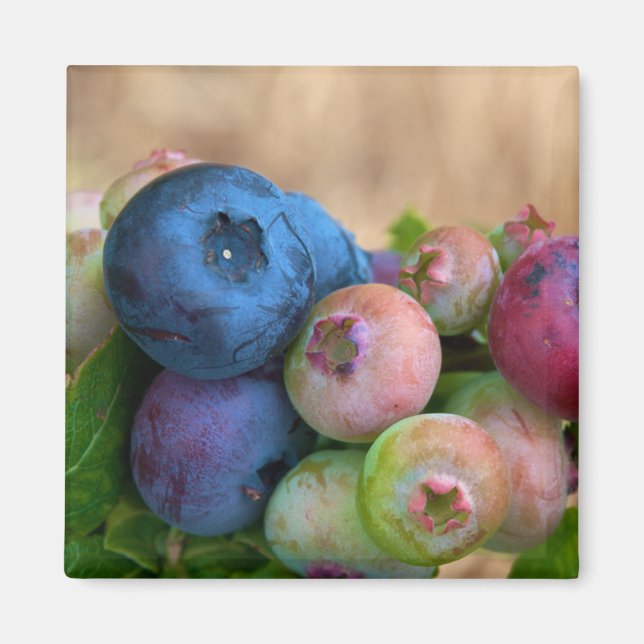 Blueberries Magnet (Vorne)