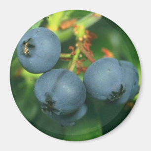 BLUEBERRIES MAGNET